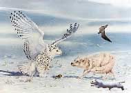 شکارگرهای موش قطبی